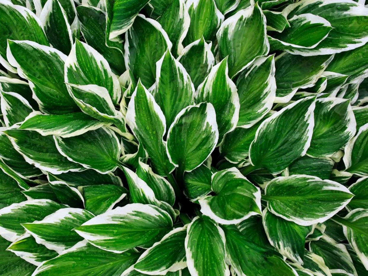  Hosta Plant. 