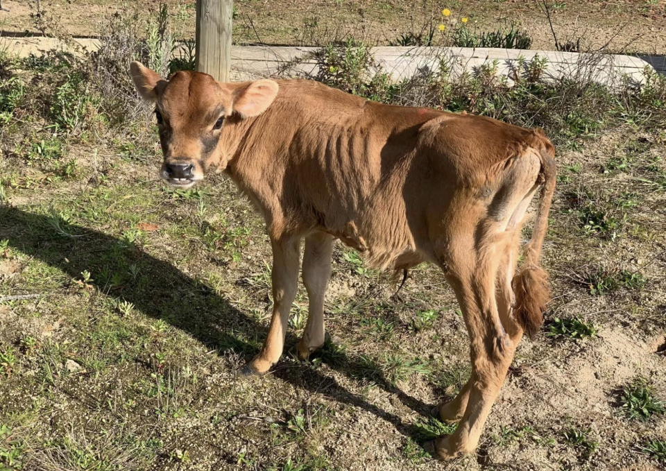 A Jersey calf standing in a sunny field with sparse grass and a fence in the background