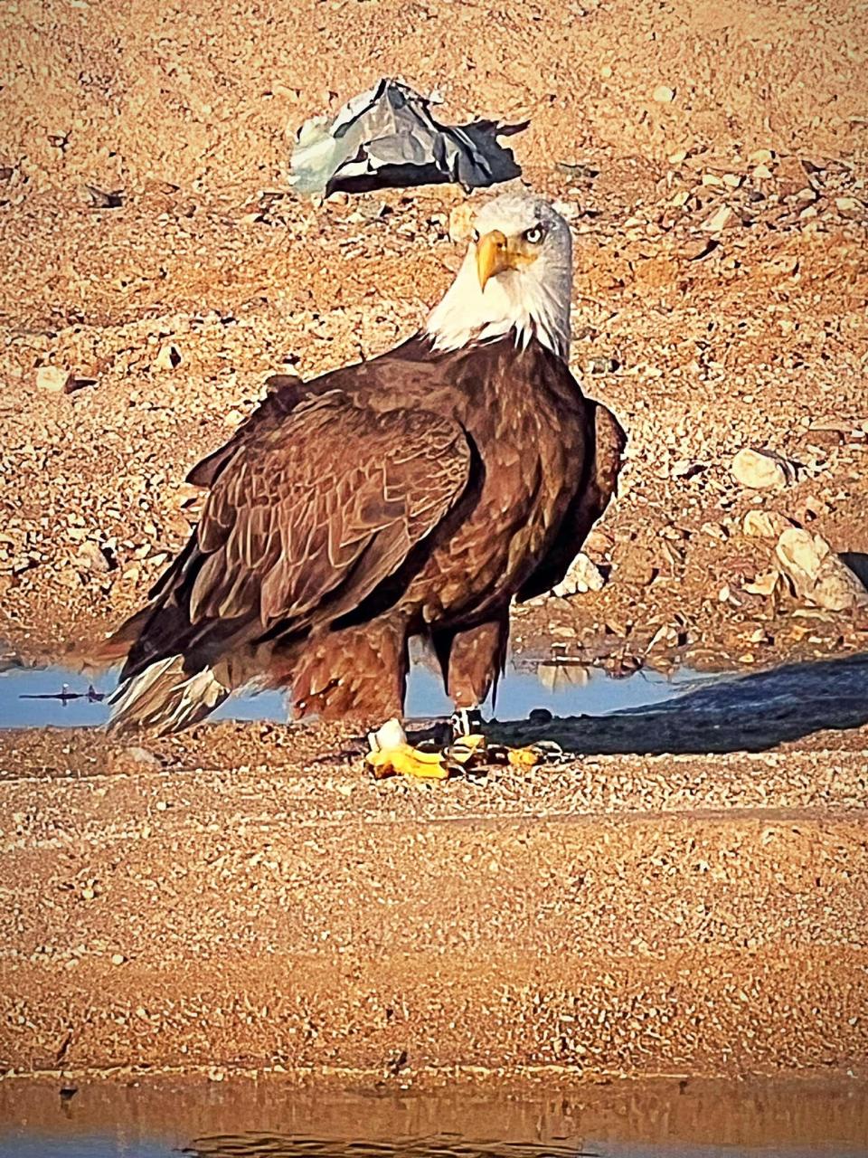 A photo of the bald eagle that Heather Wilkinson captured during a run with her dogs along the Mojave River bottom.