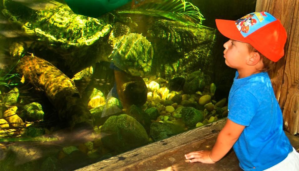 Kids ages 11 and younger can visit Brevard Zoo for free with a paying adult through the end of September.