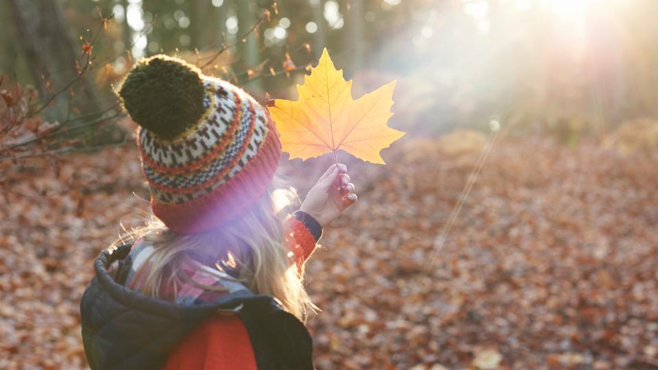 Young girl holding up a leaf to examine it in a beam of Autumnal sunlight