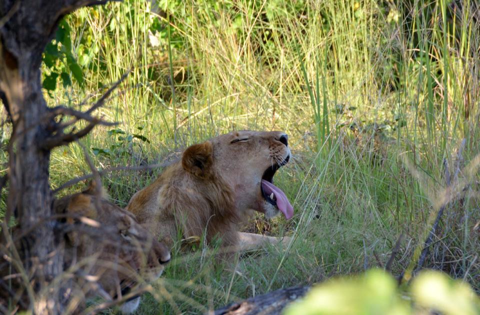 This March 1, 2013 photo shows two lions lounging in the Okavango Delta in Botswana. Safaris in this rich game-viewing destination offer up-close views of the big cats and many other animals, including elephants, giraffes and hippos. (AP Photo/Charmaine Noronha)