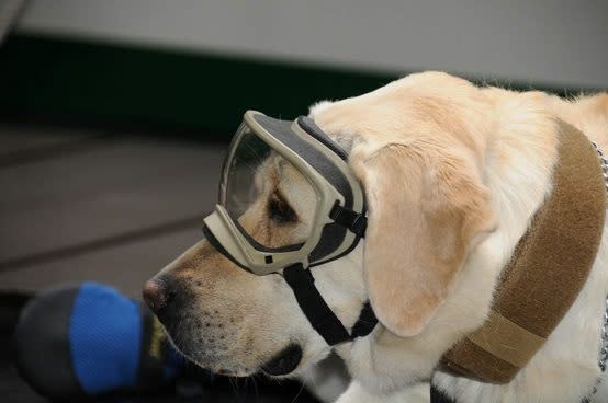 Frida es toda una profesional en el área del rescate, pues ya realizó trabajos en Ecuador, Guatemala y Haití. Foto: Facebook.com/ExcelsiorMex