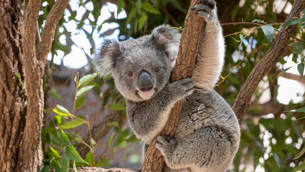  A koala bear hanging in a eucalyptus tree 