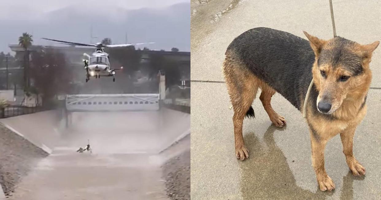 Se aventó a un río para salvar a su perro y tuvo que ser rescatado con un helicóptero. Foto: Captura de video Facebook vía Los Angeles Fire Department 