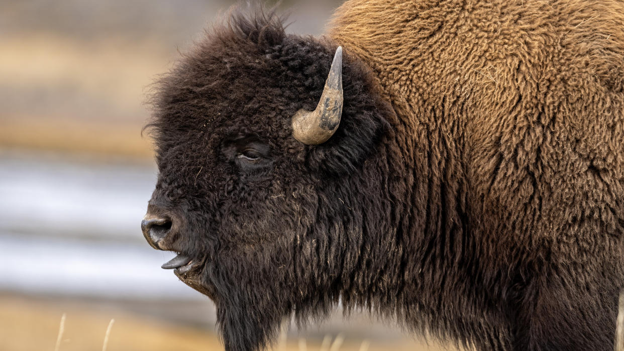  Close-up of bison at Yellowstone National Park, USA. 