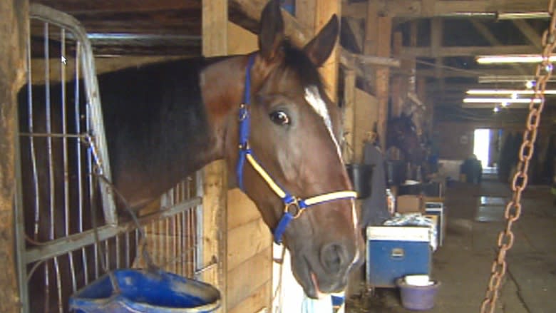 Audit discovers old ATM theft at Truro Raceway as new chair pushes change