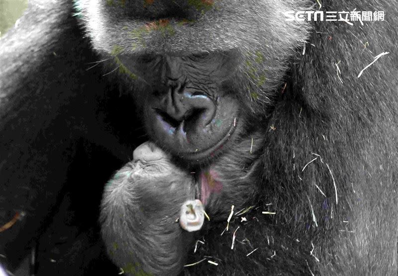 北市動物園在106年園慶這天，迎來金剛猩猩寶寶的誕生，創下全台首例。（圖／動物園提供）