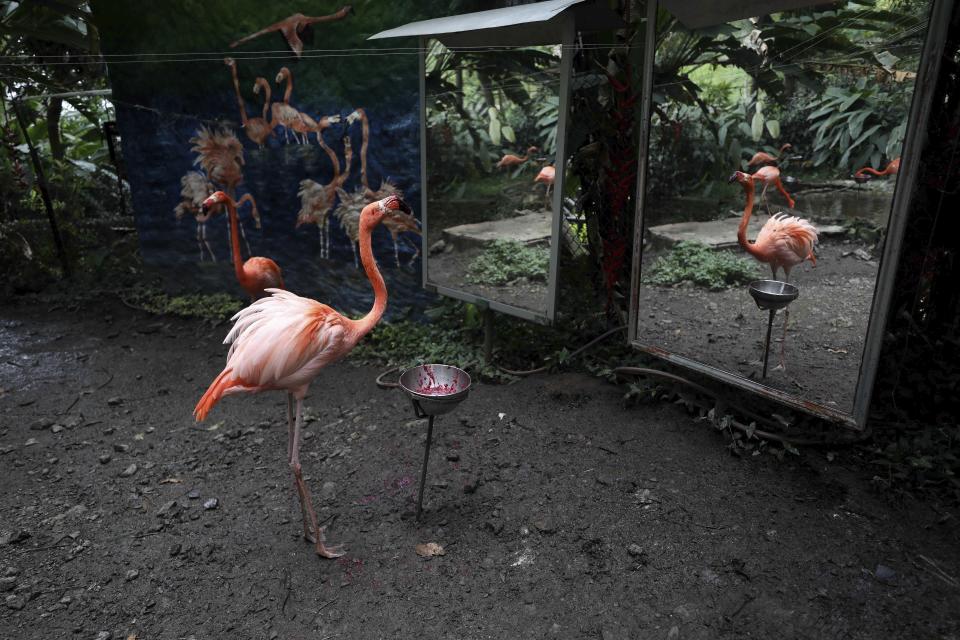 A flamingo is reflected in a mirror while eating at the Santacruz Zoo which is closed amid a lockdown to help contain the spread of the new coronavirus in San Antonio, near Bogota, Colombia, Tuesday, April 21, 2020. The zoo depends on daily ticket sales to feed the animals, and with no money coming in except for a contribution from local government that only covers one week of upkeep, zookeepers are scrambling the find donations of money and food to keep the animals healthy. (AP Photo/Fernando Vergara)