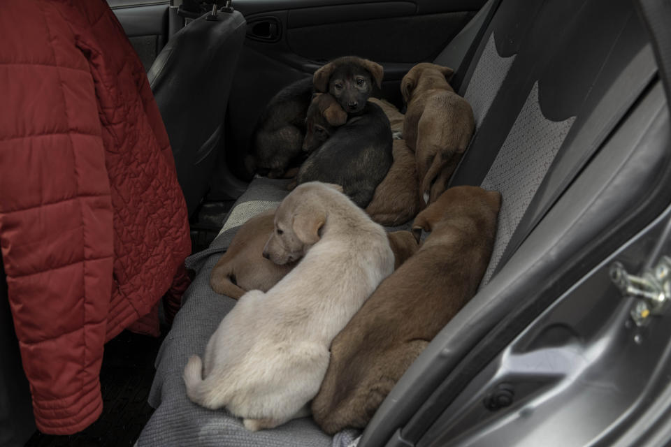 In this Feb. 14, 2020 photo, Egyptian Vets for Animal Care, the country's first spay and neuter program, place puppies who have taken rabies shots in a car to take them back to their mother on a street, in Cairo, Egypt. After centuries of stigma, the street dogs of Egypt are finding popular acceptance. Campaigns led by vets and animal rights groups are leading vaccination and sterilization campaigns for street animals, fighting long-held religious and societal stigma. (AP Photo/Nariman El-Mofty)