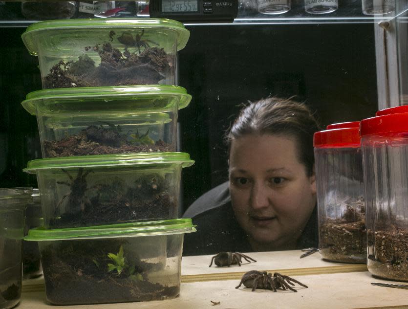 In this photo taken Friday, Oct. 4, 2013, Nurse Dee Reynolds cares for one of her 50 tarantulas at her home in Los Angeles. Tarantulas are the heaviest, hairiest, scariest spiders on the planet. They have fangs, claws and barbs. They can regrow body parts and be as big as dinner plates, and the females eat the males after mating. But there are many people who call these creepy critters a pet or a passion and insist their beauty is worth the risk of a bite. (AP Photo/Damian Dovarganes)