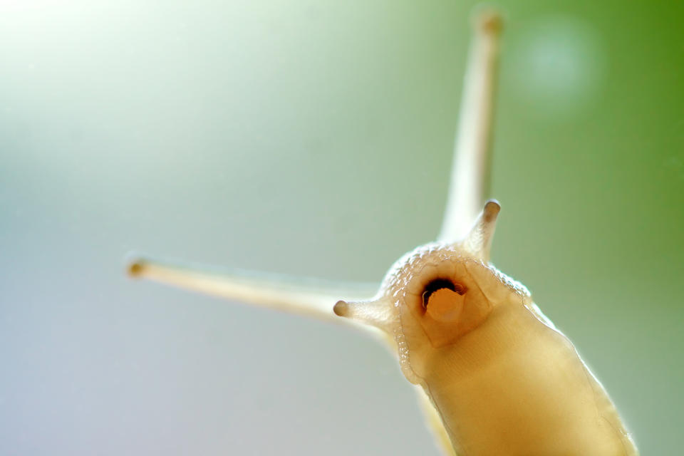 Close-up view of a snail's head with two extended tentacles