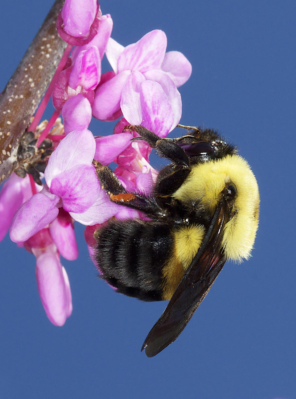 This image released by Timber Press shows a bumblebee pollinating a flower from the book "Nature's Best Hope: How You Can Save the World in Your Own Yard" by Douglas W. Tallamy, adapted for a young audience by Sarah L. Thomson, from Tallamy's original release, "Nature's Best Hope: A New Approach to Conservation That Starts in Your Yard." (Douglas W. Tallamy/Timber Press via AP)