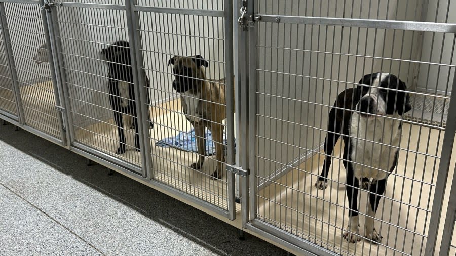 Police found 78 dogs living in unfit conditions at a woman's Norton Shores home. They were taken to an animal shelter to be evaluated. (Jan. 31, 2023)