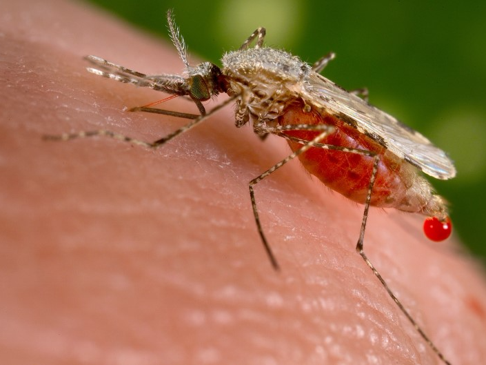 An Anopheles stephensi mosquito obtains a blood meal from a human host through its pointed proboscis in this undated handout photo obtained by Reuters November 23, 2015.  REUTERS/Jim Gathany/CDC/Handout via Reuters  