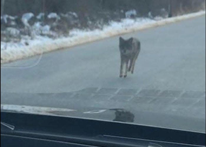 A coyote spotted in Kensington, New Hampshire, by a motorist attacked a woman walking with her dogs and a family hiking Monday morning, according to police.