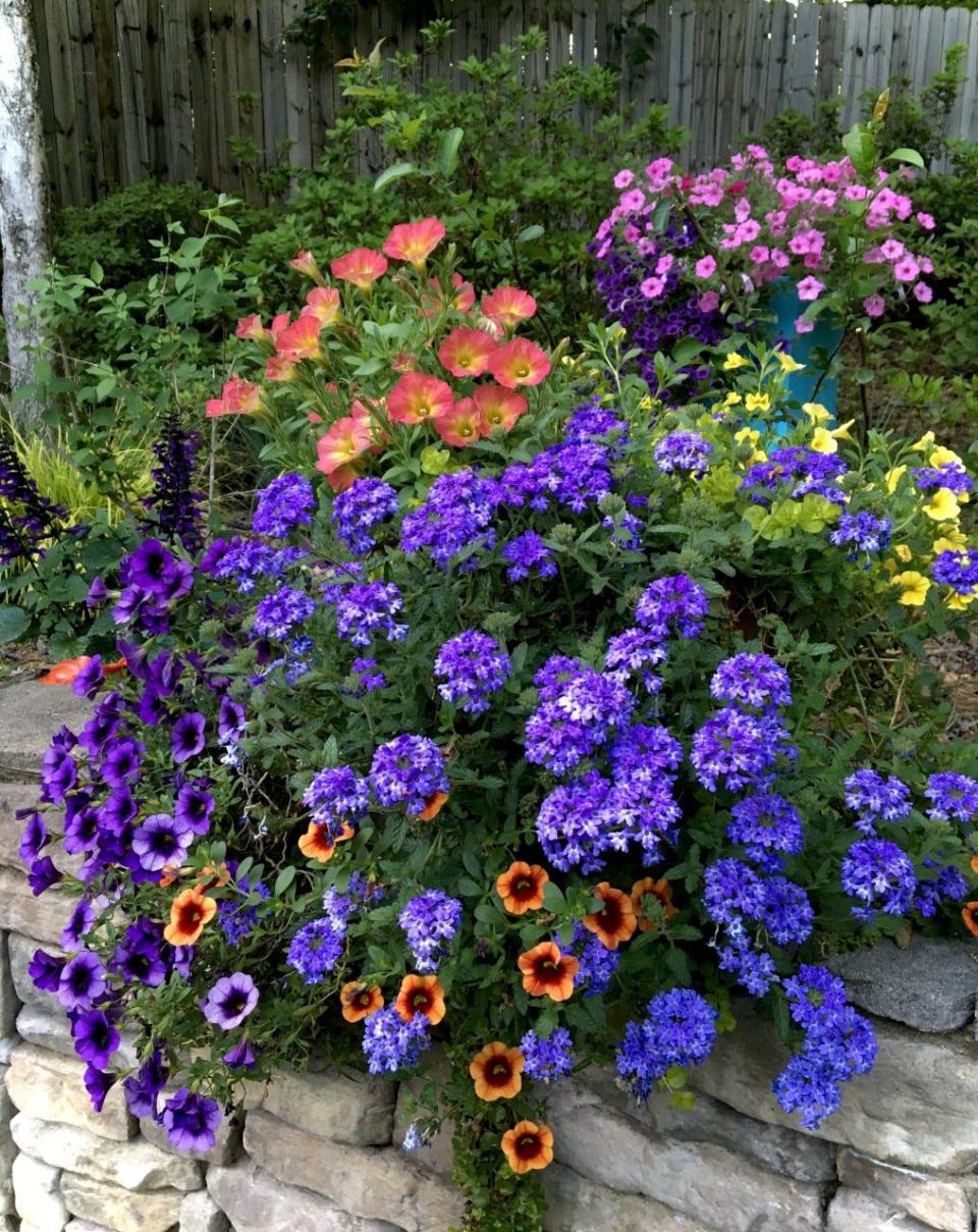 This photo is the floral version of selling sunset. As the sun barely has enough to light the garden this mixed container is showing off Superbena Royale Chambray verbena, Superbells Grape Punch, Tangerine Punch and Yellow calibrachoas and this year’s hot new Supertunia Persimmon petunia on top.