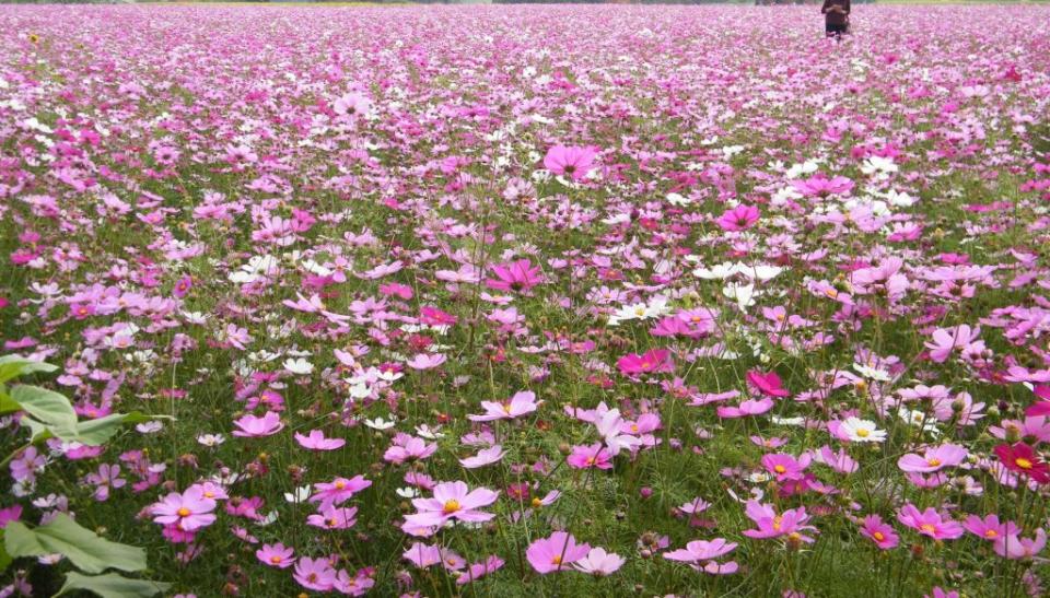 圖說員林市南區公園旁農田裡的波斯菊盛開，大片花海令人驚豔。(記者吳東興攝)