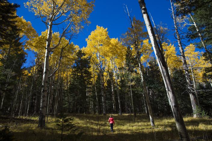 Aspen trees and their changing leaves attract visitors to northern Arizona every fall. These trees were photographed at Lockett Meadow near Flagstaff October 11, 2016.
