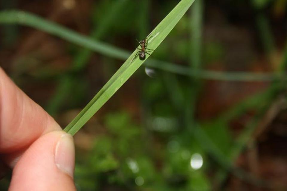 The unsuspecting ant climbs up and clamps its powerful jaws onto the top of a blade of grass, making it more likely to be eaten by grazers such as cattle and deer (University of Copenhagen)
