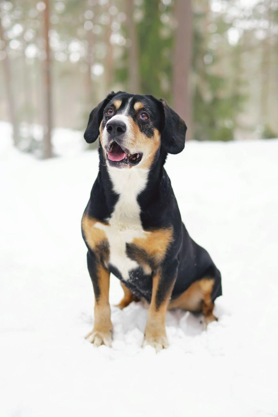 Entlebucher Mountain Dog