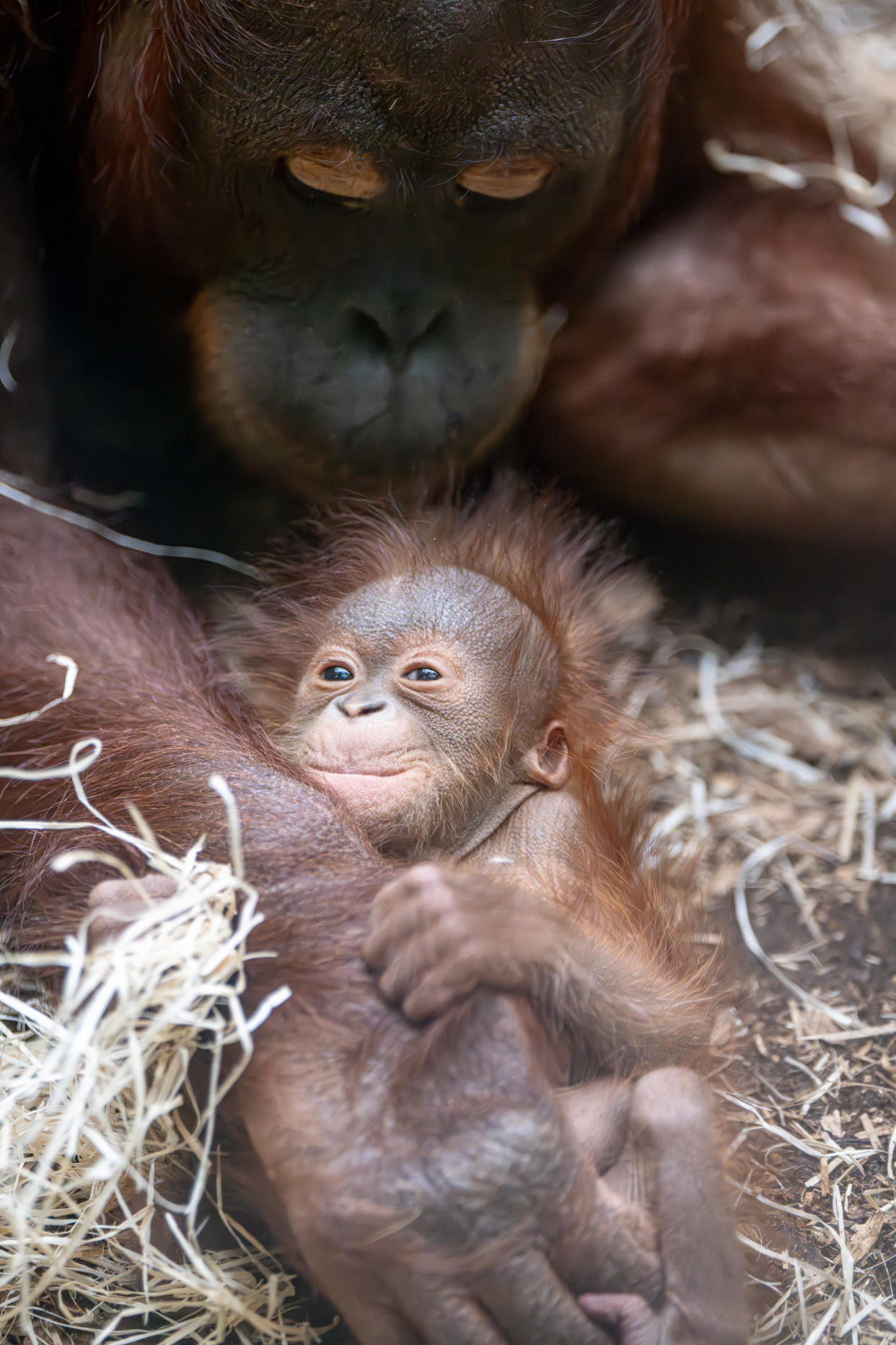 Baby orangutan 