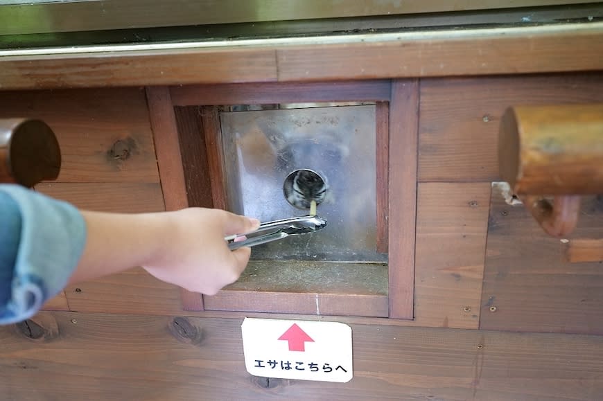 日本富士野生動物園Fuji Safari Park