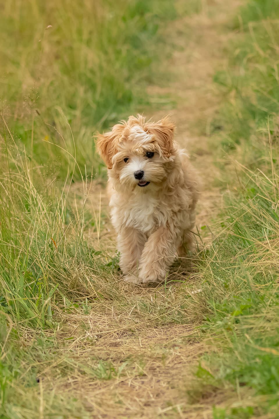 <p>These adorable dogs are tiny but brave. <a href="https://www.akc.org/dog-breeds/lowchen/" rel="nofollow noopener" target="_blank" data-ylk="slk:Löwchen;elm:context_link;itc:0;sec:content-canvas" class="link ">Löwchen</a>, which is German for "little lion," the AKC notes, are a popular breed in Continental Europe. They're known to be lively, cuddly, and of course, brave as a lion. Their coats are less high-maintenance than some other hypoallergenic breeds. They just need a good brushing every few days, and considering their size, it probably doesn't take too long. </p>