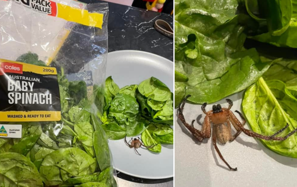Huntsman spider on plate of Coles baby spinach