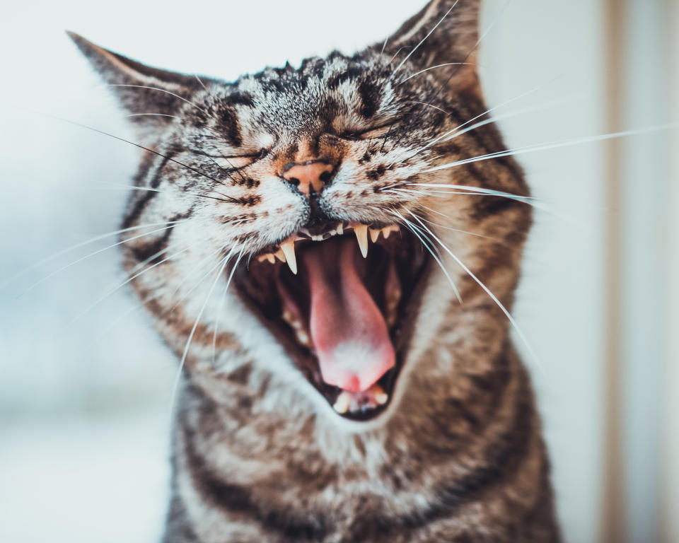Katzen sind dafür bekannt, dass sie mit ihrer “Meinung” nicht hinterm Berg halten. (Symbolbild: Getty Images)