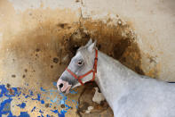 <p>A horse stands in front a bullet-riddled wall at the Beirut Hippodrome in Lebanon, April 30, 2017. (Photo: Jamal Saidi/Reuters) </p>