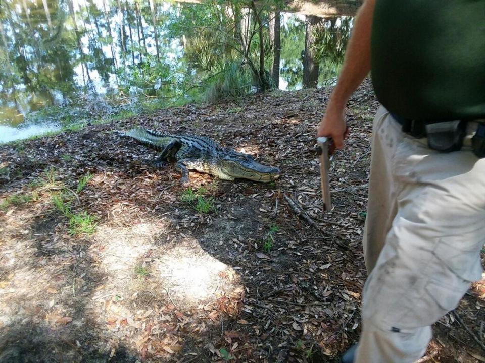 The alligator that was shot by authorities on Hilton Head after it attacked and killed Ms Cline (AP)