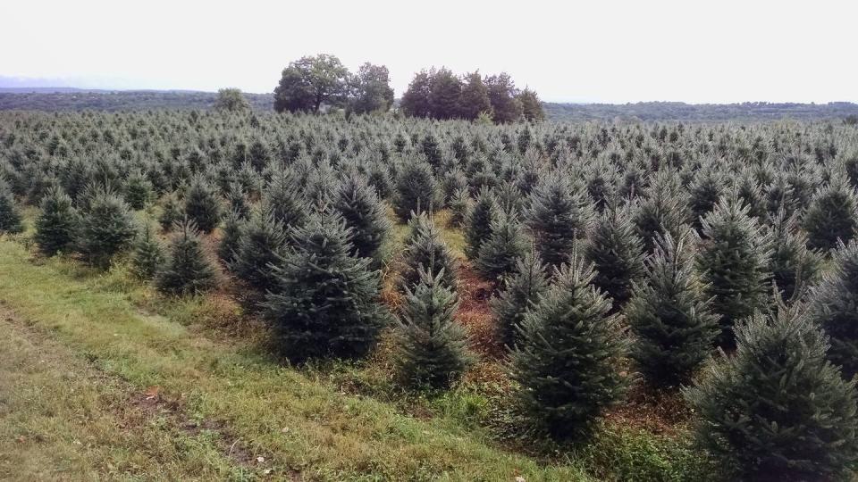 Connecticut: Jones Family Farms