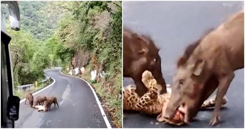 3隻野豬在公路上啃咬花豹。（圖／翻攝WildLense® Eco Foundation Twitter）