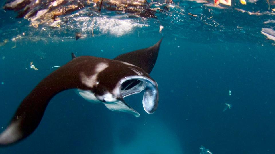 Ein Mantarochen schwimmt zwischen Plastikfragmenten.