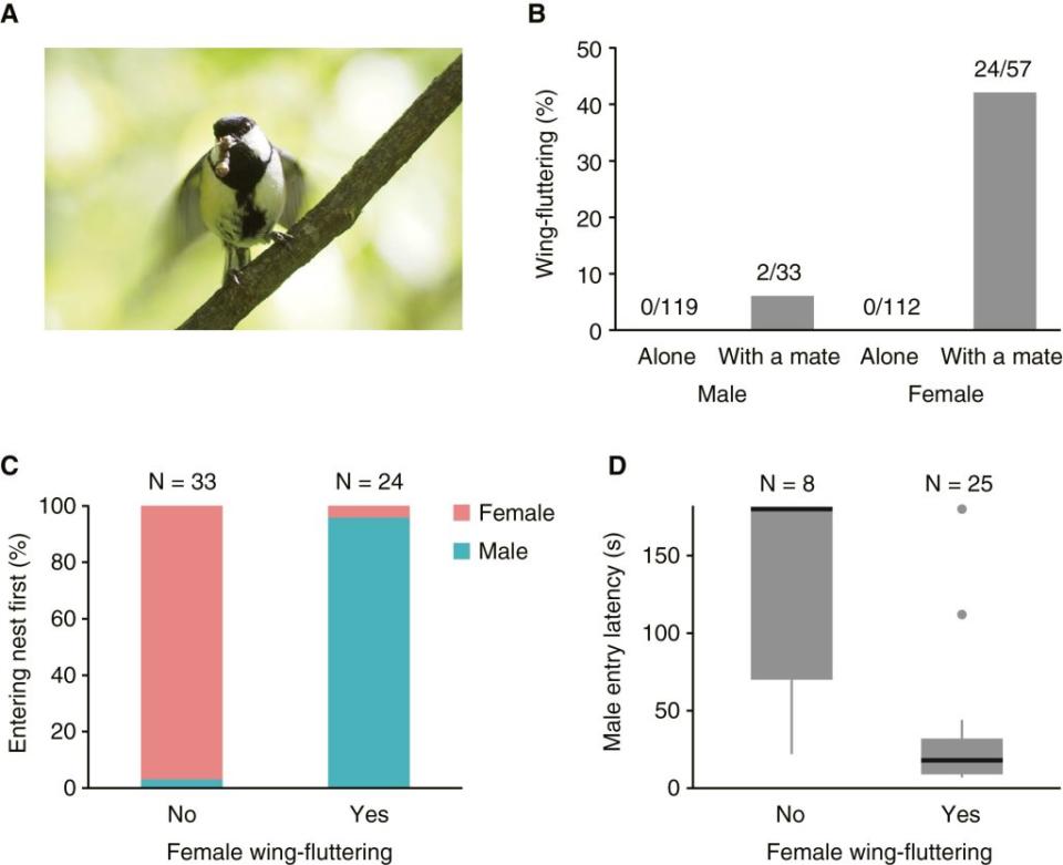 <br>這項研究觀察了雌性日本山雀揮動翅膀的行為，以及這種行為在不同社交情境和性別中的出現比例。研究發現，在有配偶在場的情境下，雄性和雌性山雀到訪巢穴的次數不同，因為有時一方多次造訪巢穴，而另一方則帶著食物留在巢箱外。此外，研究還探討了雌性揮翅行為與進入巢穴的順序（哪個性別首先進入巢穴的比例）之間的關係，這些數據來自於雌鳥在進入巢箱之前遇到雄鳥的情況。（圖／《當代生物學》）