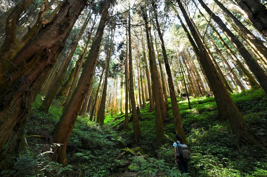 特富野古道周邊林木茂密，加上雲霧繚繞，宛如仙境。（圖片來源：嘉義縣文化觀光局）