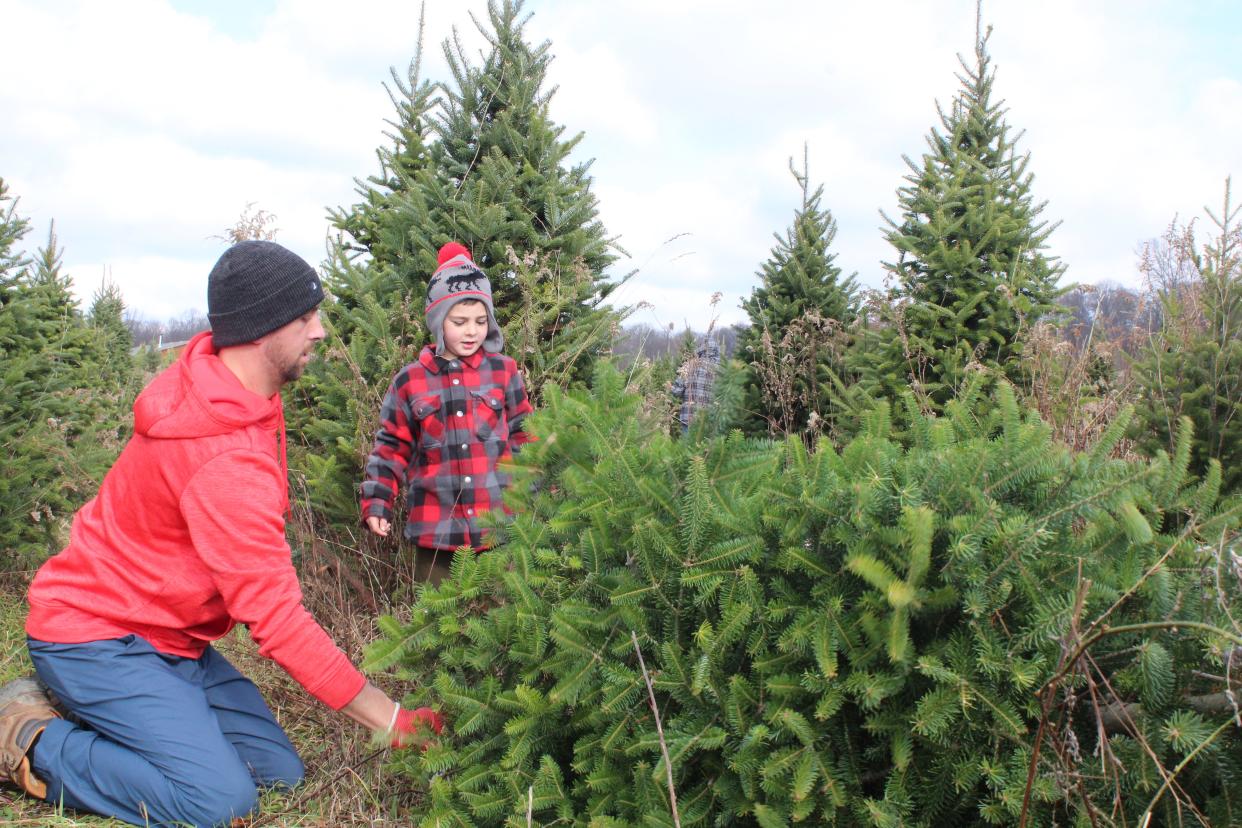 Steven Haswell picks up his handsaw after cutting the family's Christmas tree.