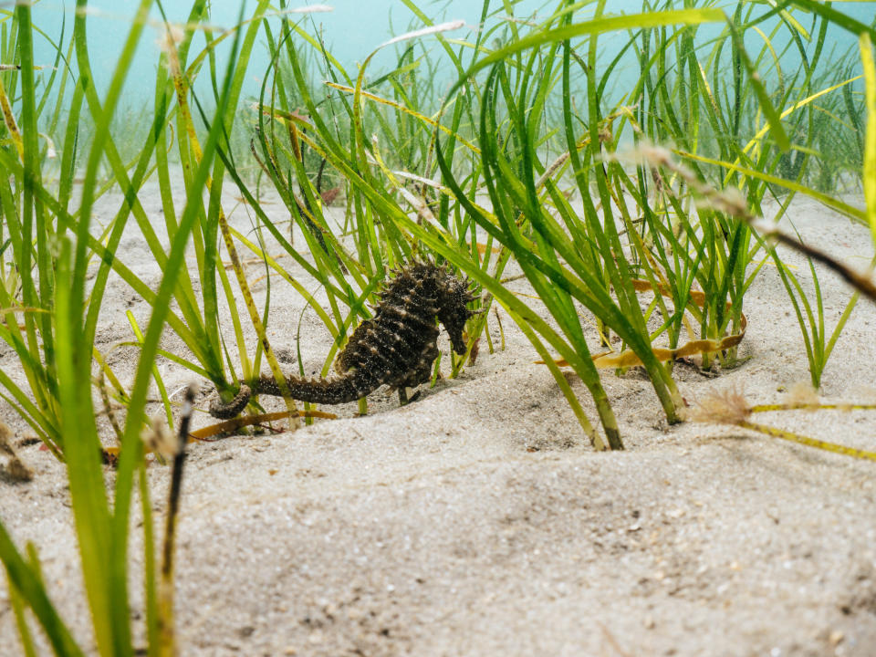 A long snouted seahorse