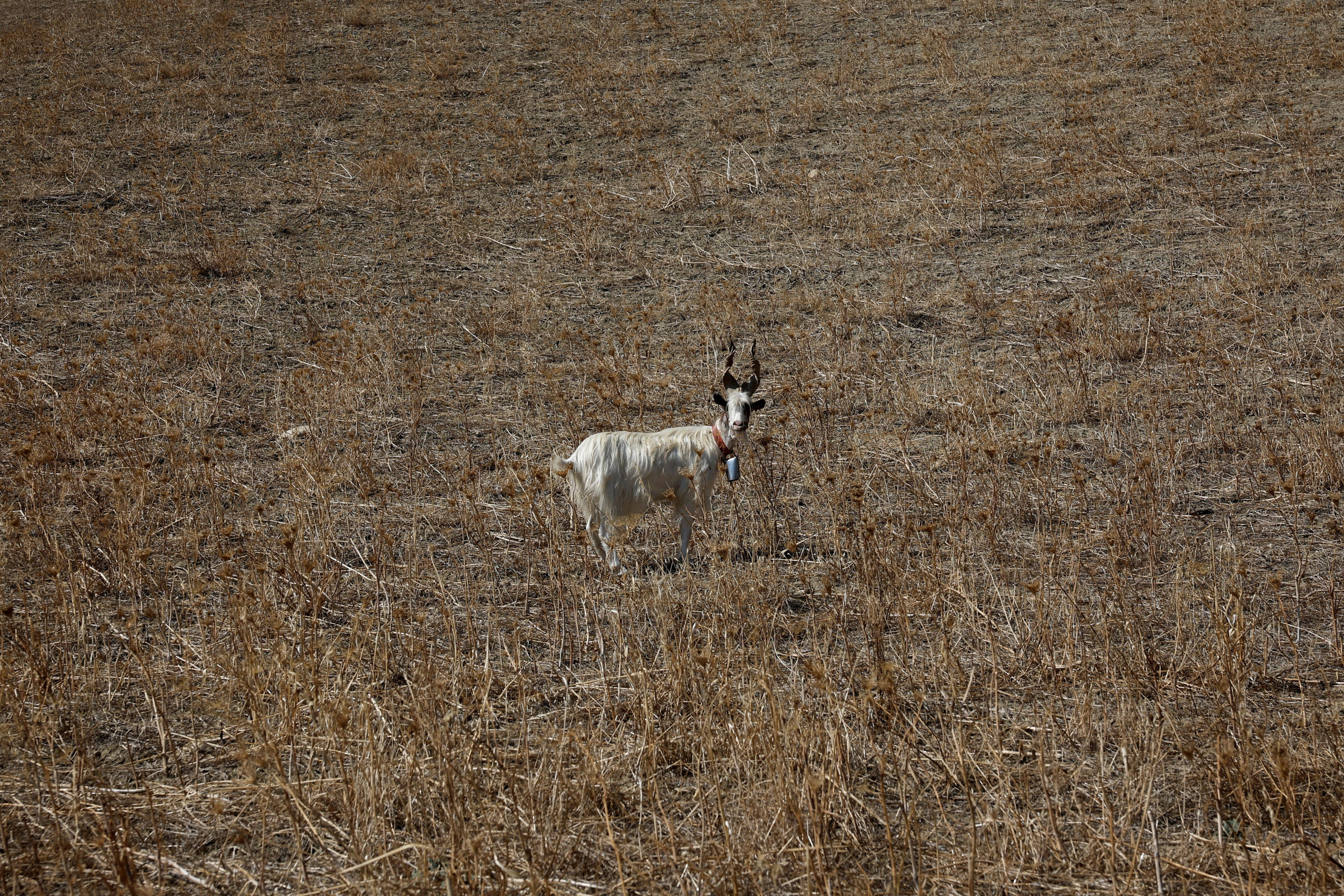 A Girgentana goat 