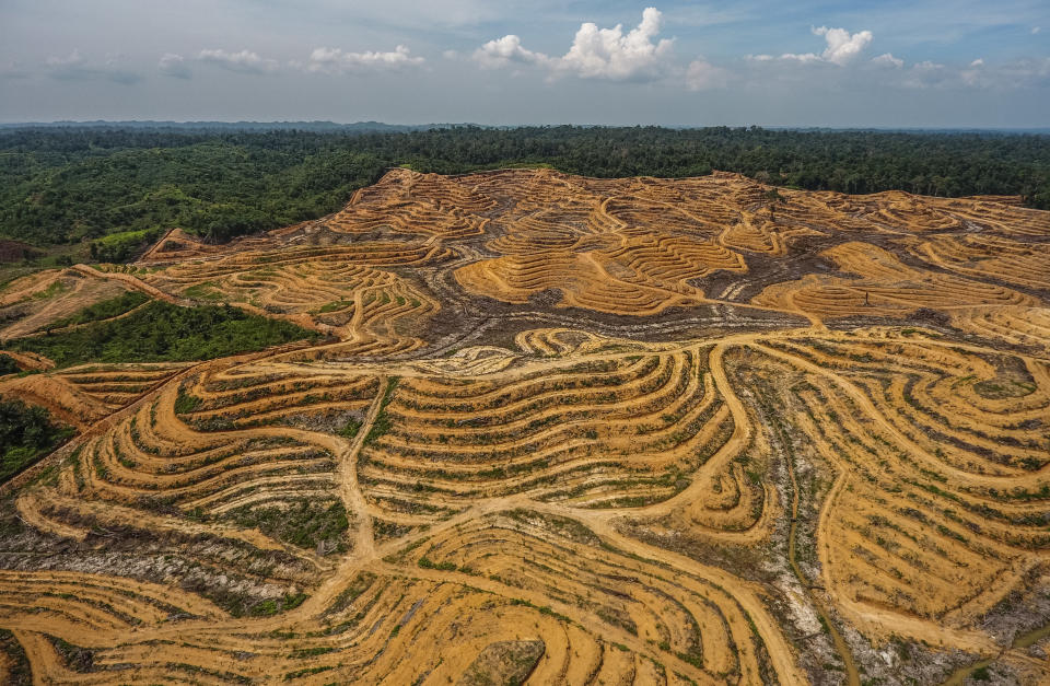 An illegal palm oil plantation is seen&nbsp;in Aceh, Indonesia, shortly after its creation in June. (Photo: Barcroft Media via Getty Images)