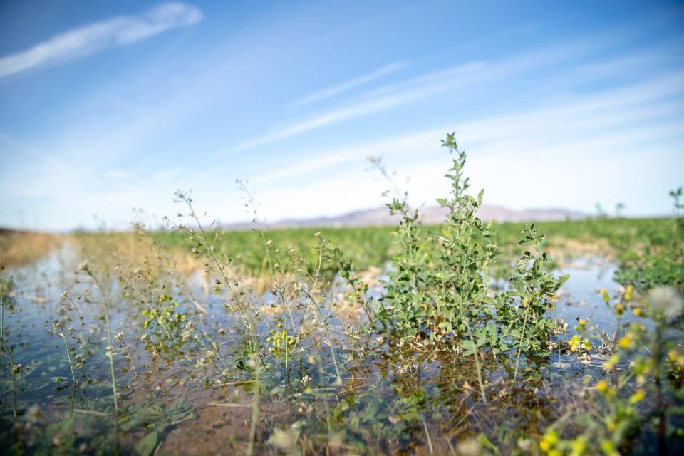 An alfalfa crop is flood irrigated on the Colorado River Indian Tribes Farms in Parker on Dec. 10, 2021.