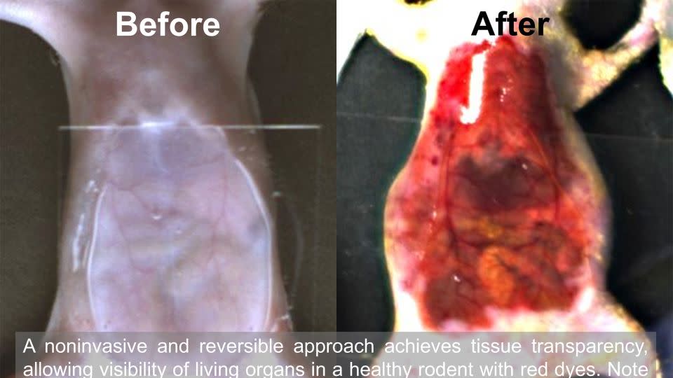 Before-and-after images show how dye temporarily makes a mouse's skin transparent, allowing researchers to see its organs. - Stanford University