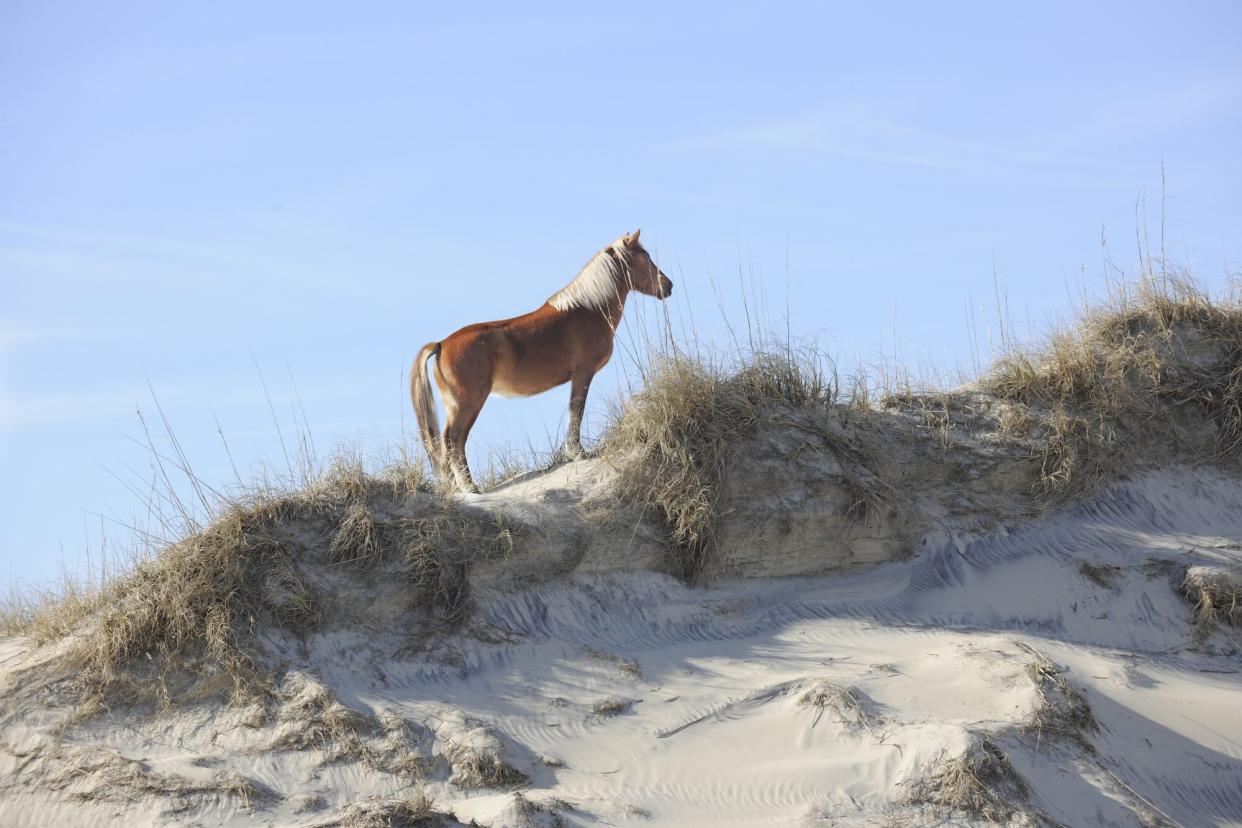 Wild Mustang on Sandunes