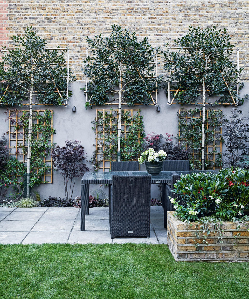 Plant pleached trees against a trellis wall