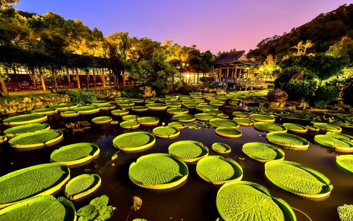 You Can Actually Sit on Giant Lily Pads in This Taipei Park