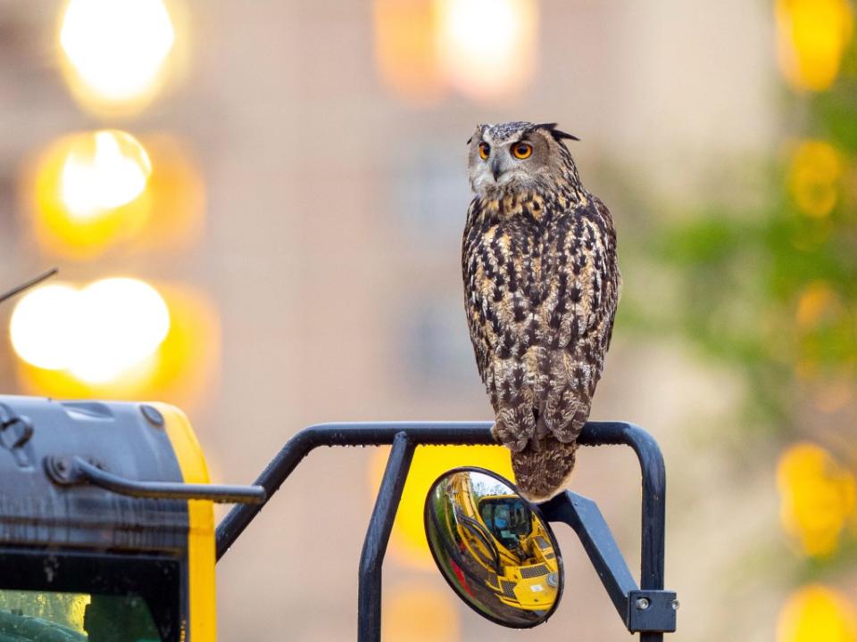 The pilot program would also effectively protect wildlife Abreu said, noting the tragic death of escaped Central Park Zoo owl Flaco — who was poisoned last month. AP