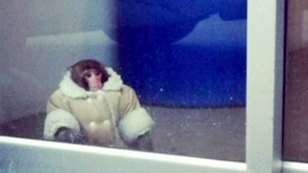 A stylish monkey became a media sensation after he was spotted running freely around an Ikea car park. Owner Yasmin Nakhuda was fined for breaking Toronto’s prohibited animal bylaw but is seeking legal advice into regaining custody