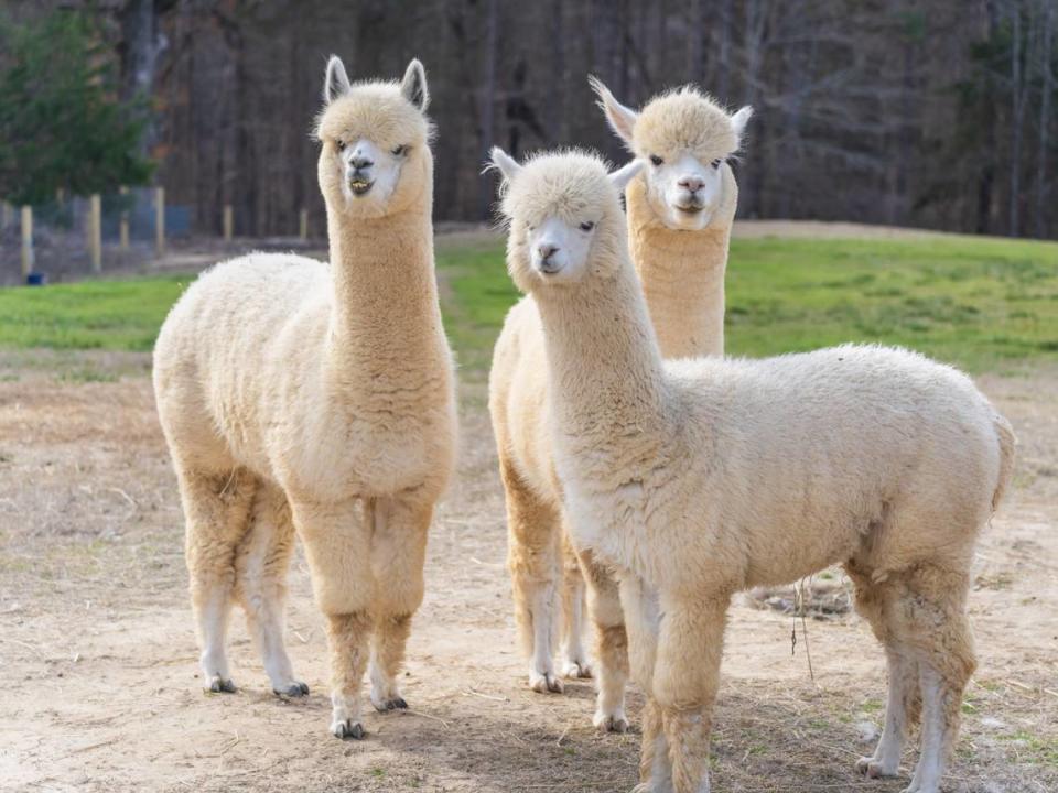 Alpacas are one of several animals visitors will get to see at the new Crandall Bowles Children’s Farm at the Anne Springs Close Greenway.