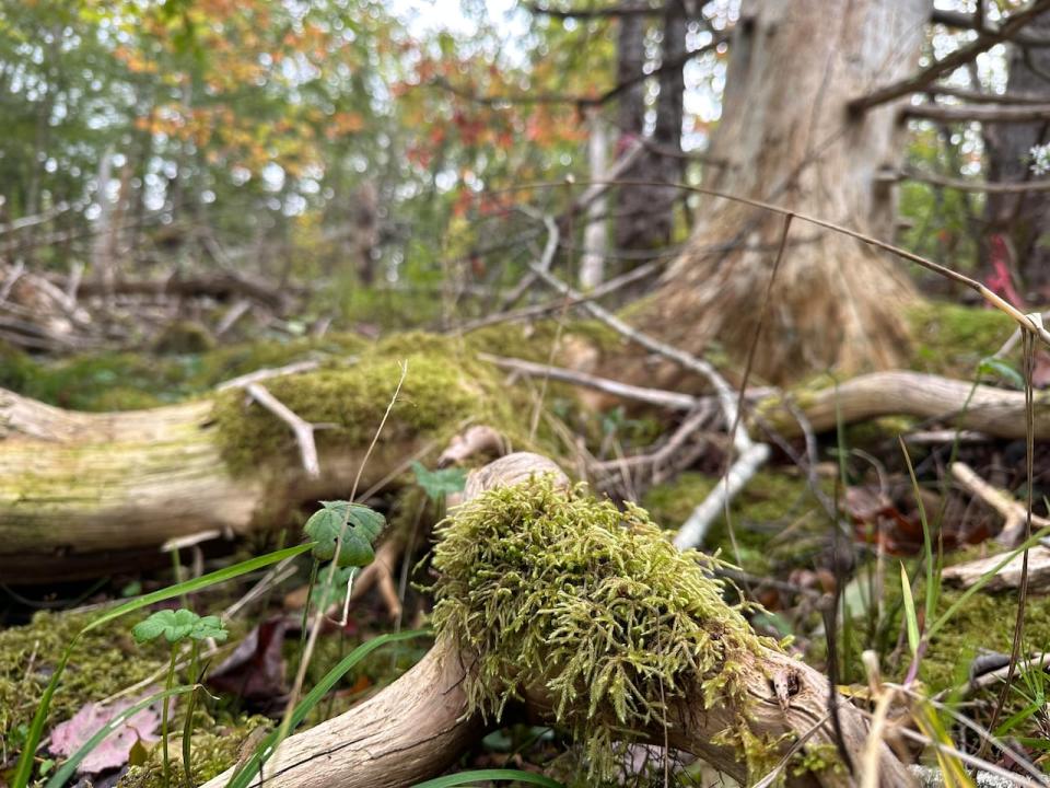 A retired biologist has examined the plant life on the land behind St. Paul's Anglican Church in French Village, N.S.